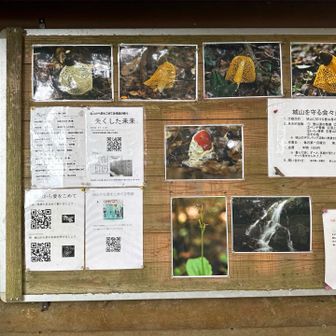 山頂小屋に貼ってある写真たち

なかなかキヌガサダケやタマゴダケに会えない😂