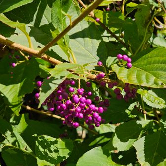 ムラサキシキブ