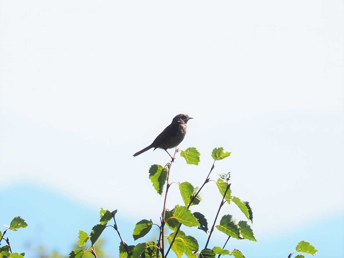 なんという鳥さんなのかわかりませんが