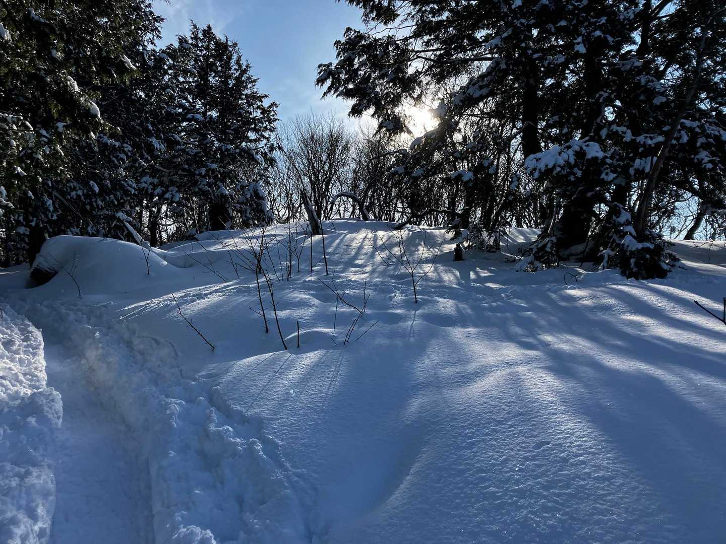 雪上に伸びる木の影🌲✨️🌲