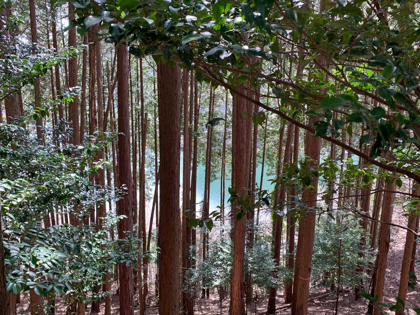 松田川ダムが見えてきたら登山口はもうすぐ