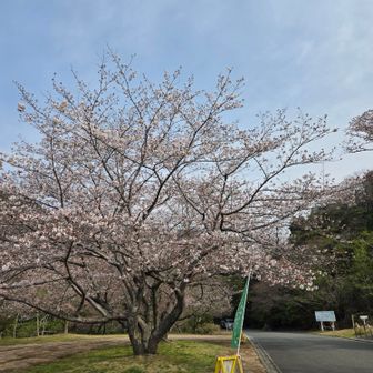桜🌸八分咲き？⁉️
