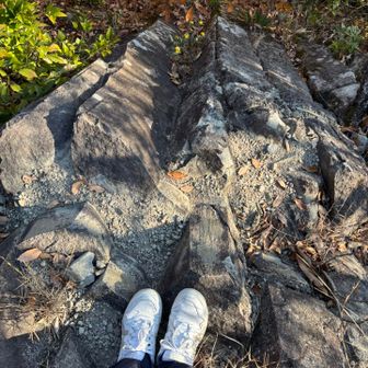 これが、、、柱？