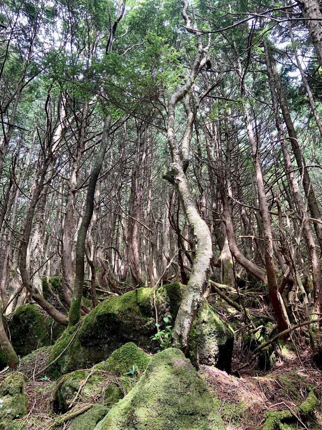 当たり前だけど、上に伸びる力の凄さ