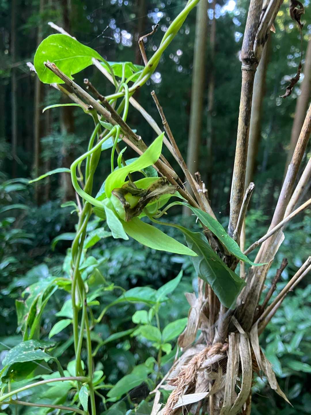 こちらのツルニンジンも咲いたみたい。