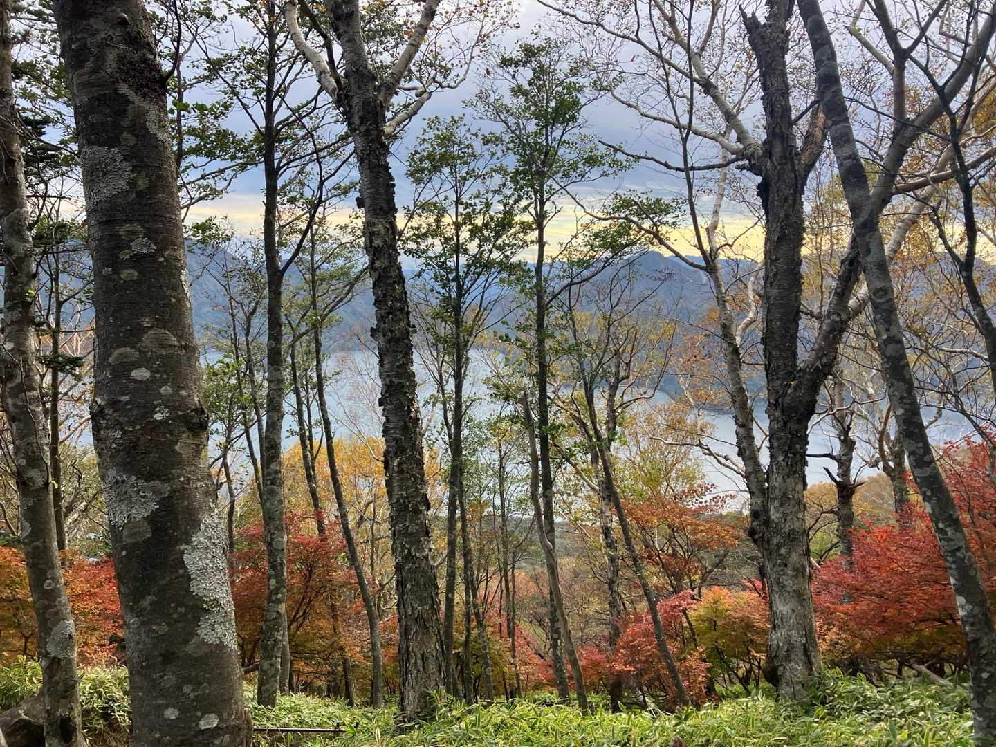 紅葉🍁