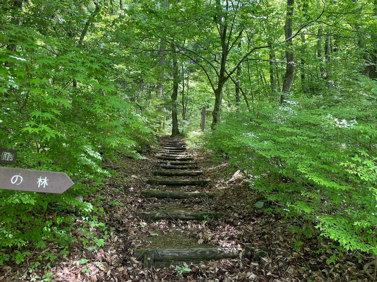 木漏れ日が素敵で
新緑の清々しく爽やかな空気に
心も身体もスッキリ🌲