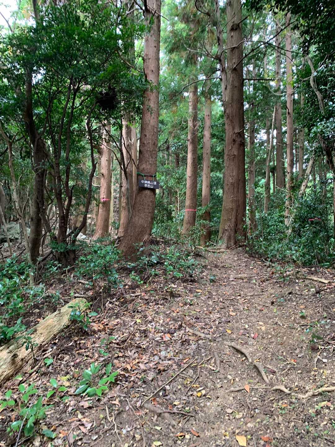 分岐