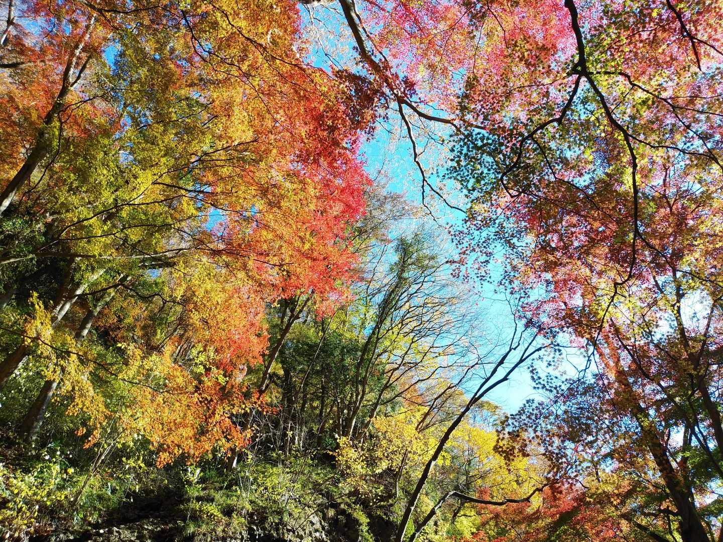 奥久慈男体山 周回コースの写真