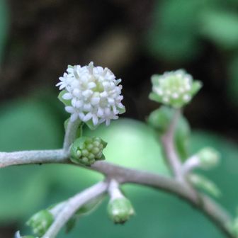 ノブキ💚
お花をよーく見ると、小さいお花の集まりなのね🧐
