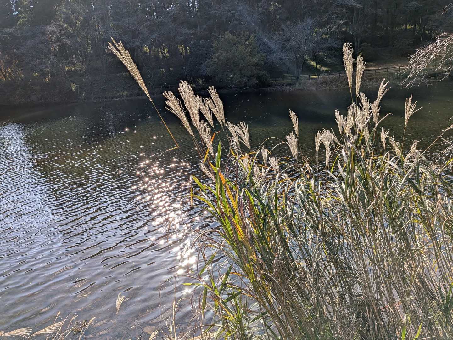 水が波打っててきれい✨️