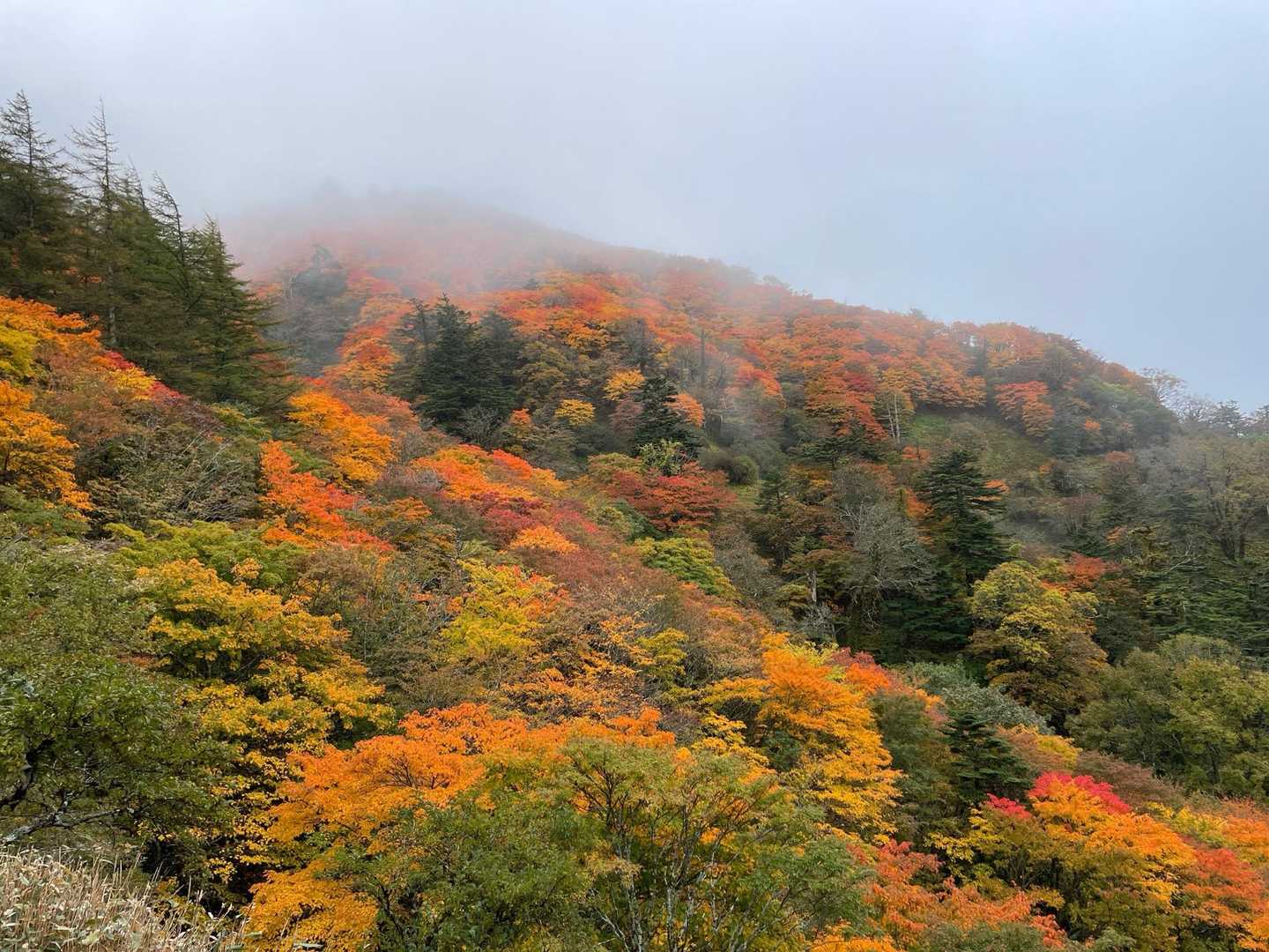 見ノ越-西島神社-剣山登山リフト西島駅-剣山-大劔神社 往復コースの写真