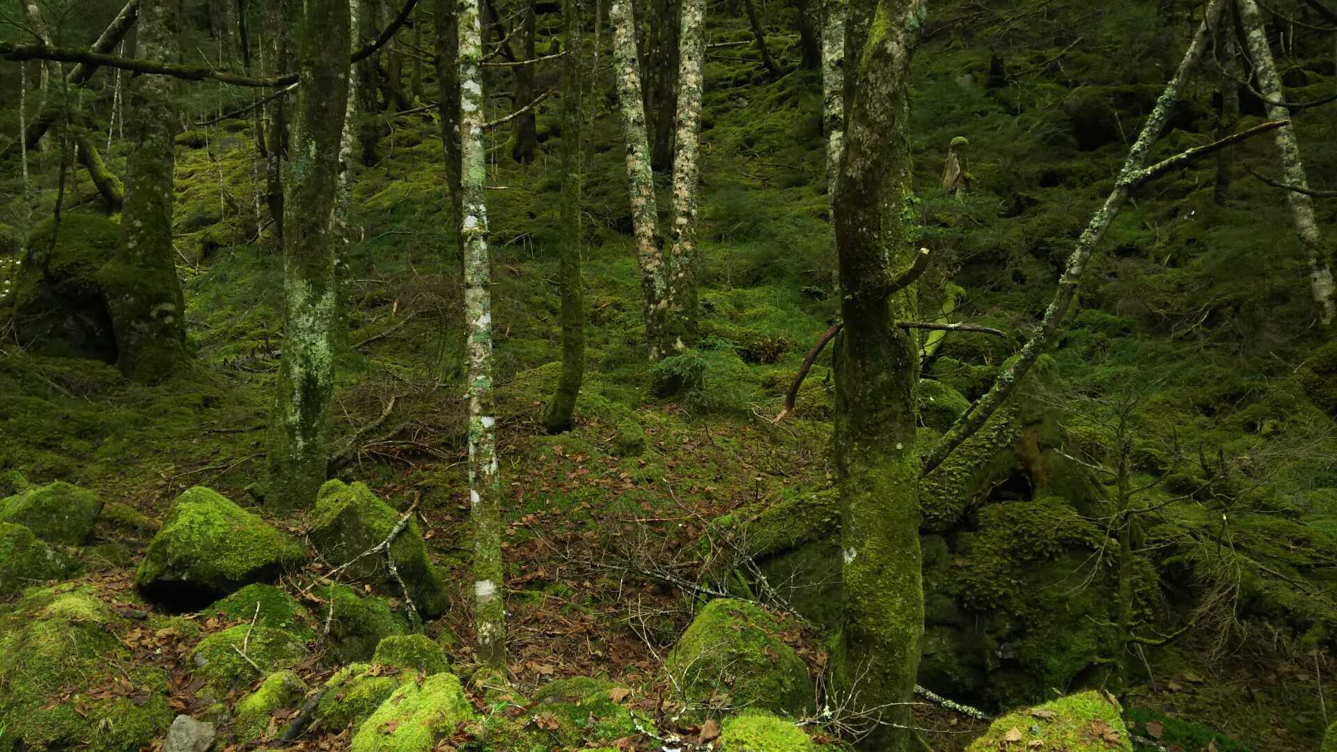 苔の森
