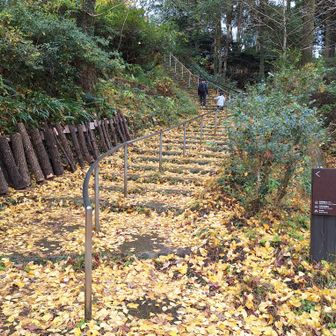 落葉の階段を登って、「夫婦石展望」に行ってみよう。