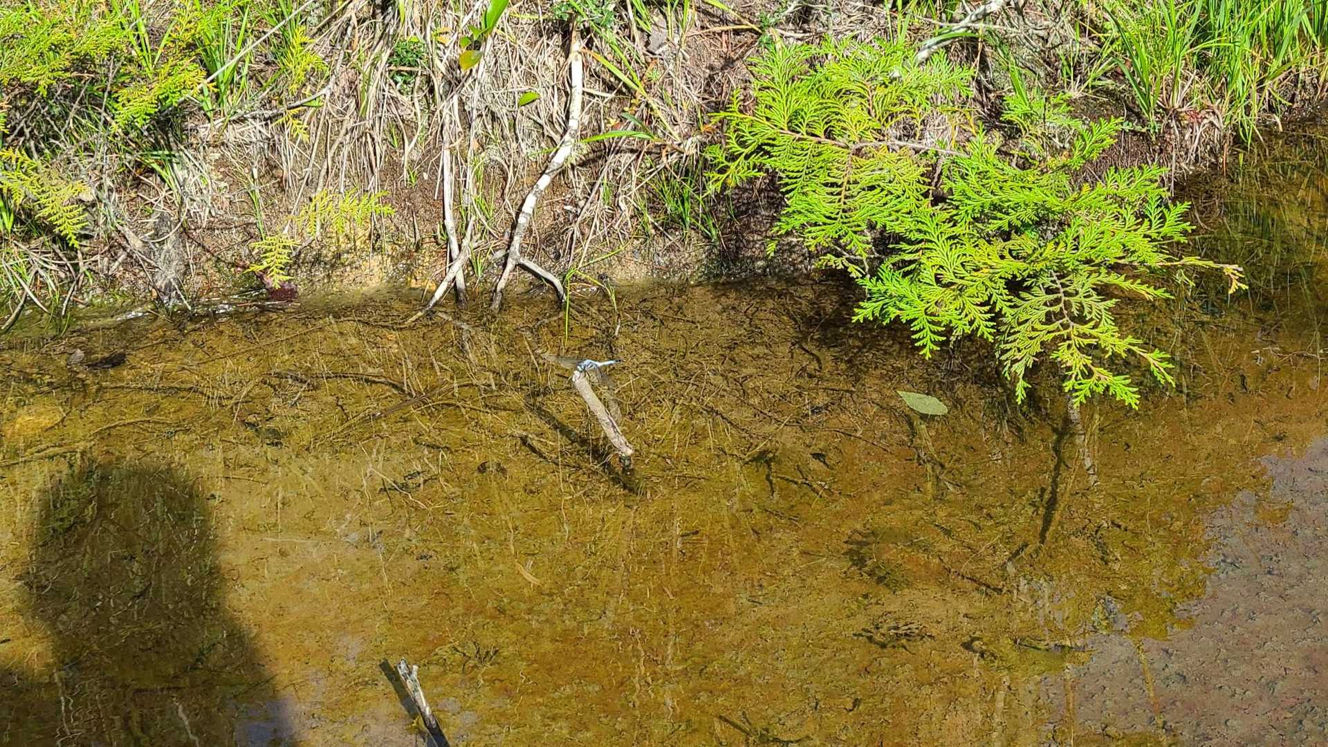 この辺りから池が続きますトンボが止まっている
