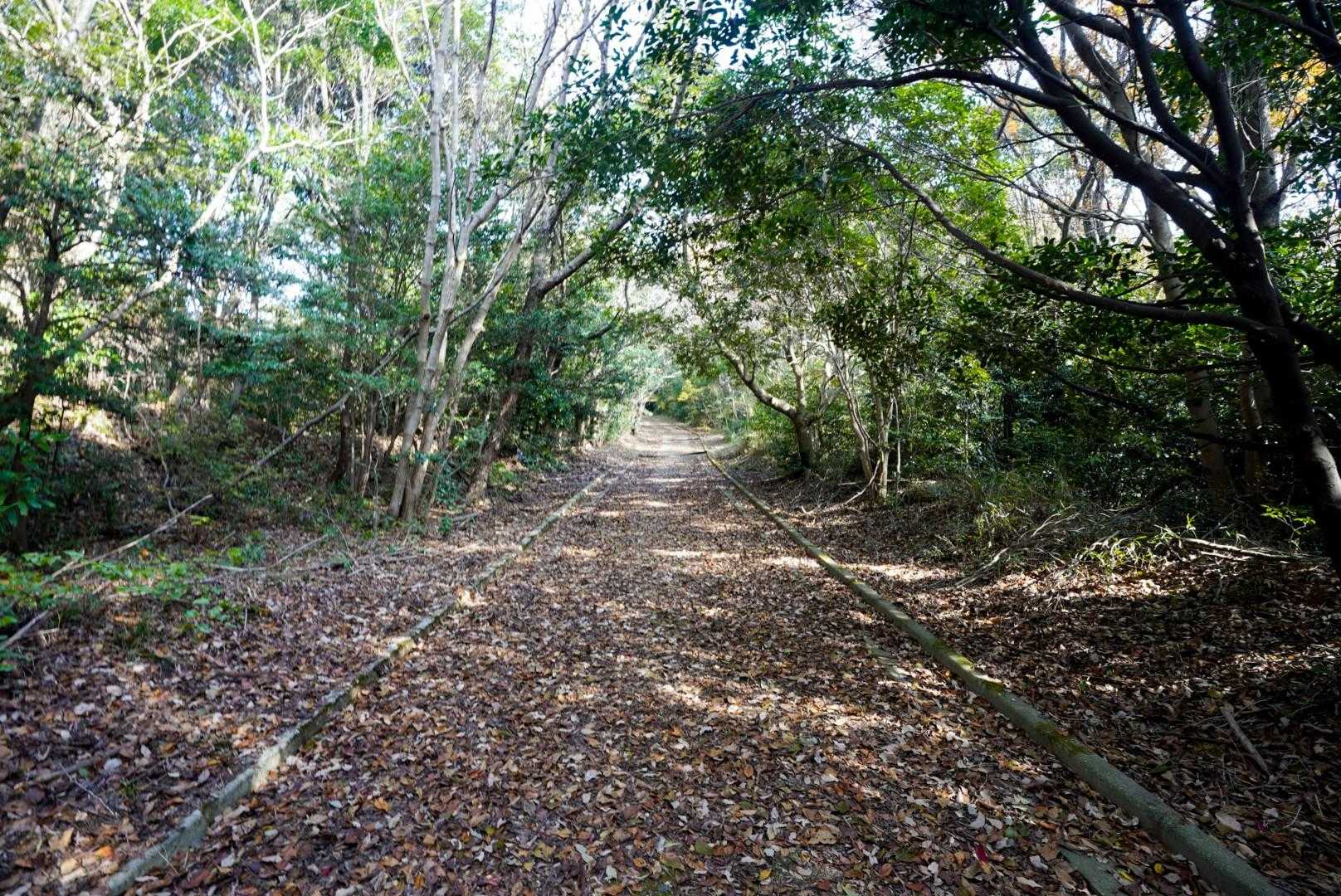 男山の分岐までしばらくこんな道
ここも久しぶりに歩いた