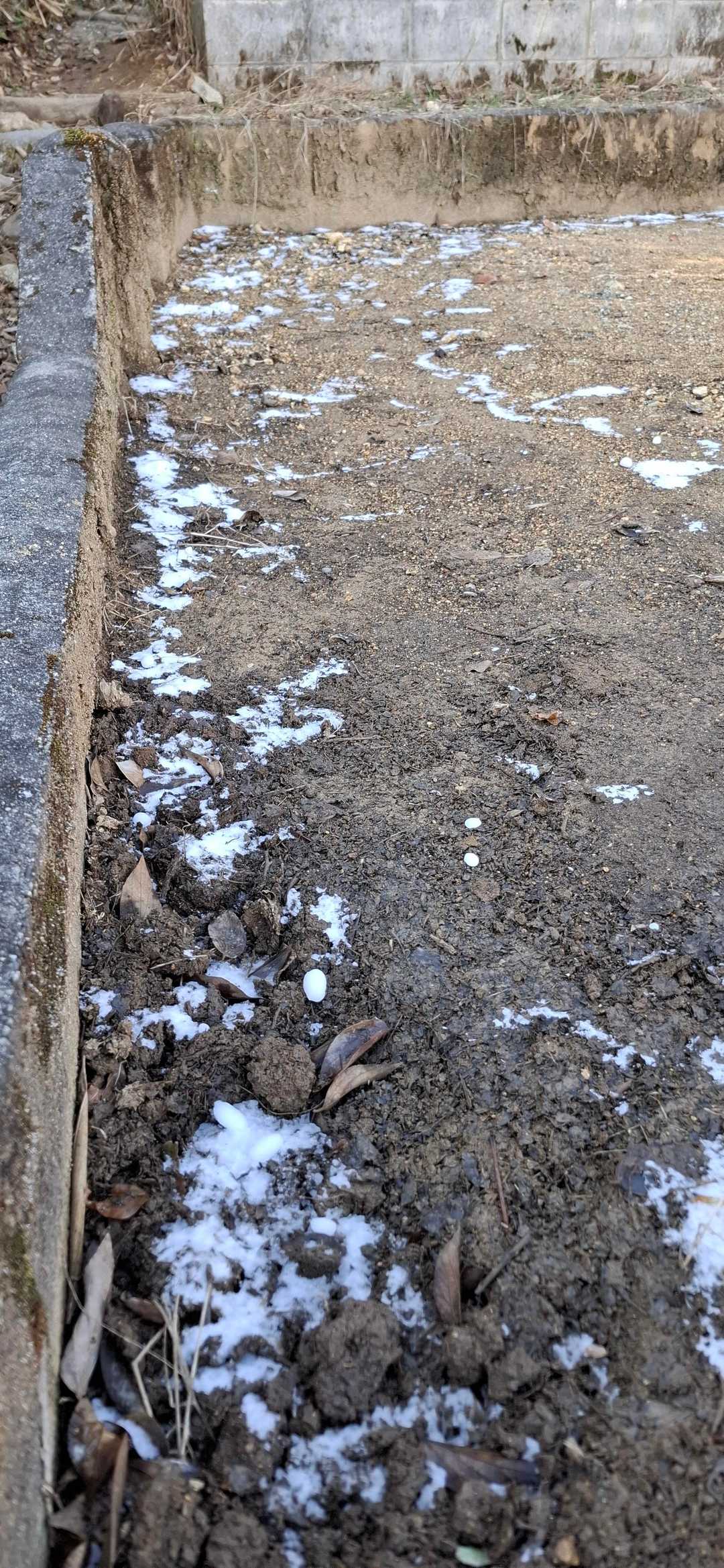 何時降ったのか雪❄が