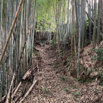 ちゃんとしたトレイルです。