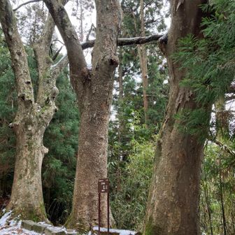 三本ケヤキ⭐︎