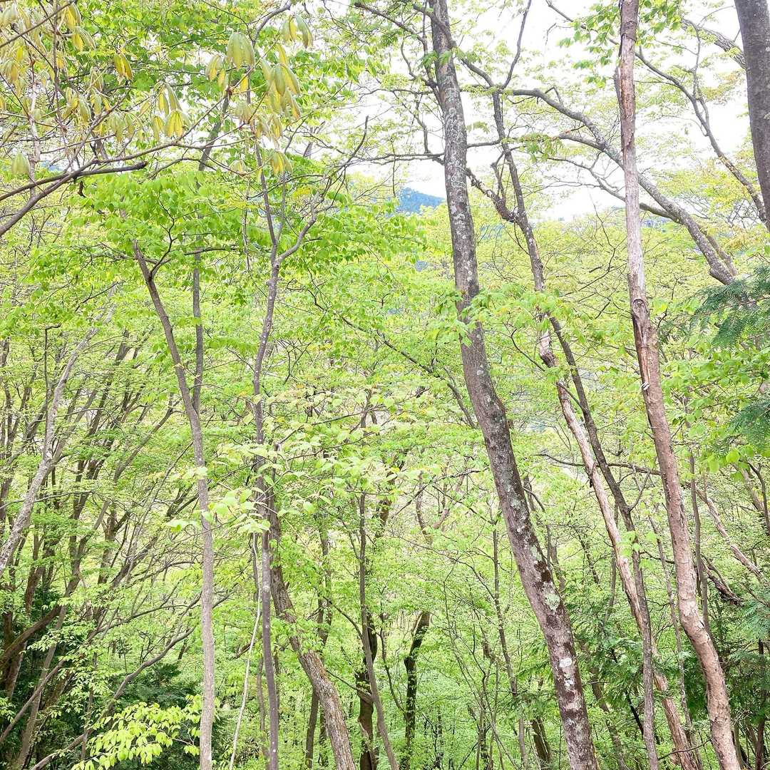 鮮やかな新緑～🍃