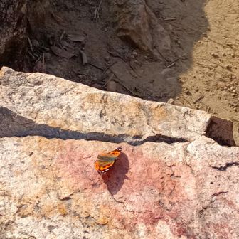 ツマグロヒョウモンが足元に🦋暖かい日🍀