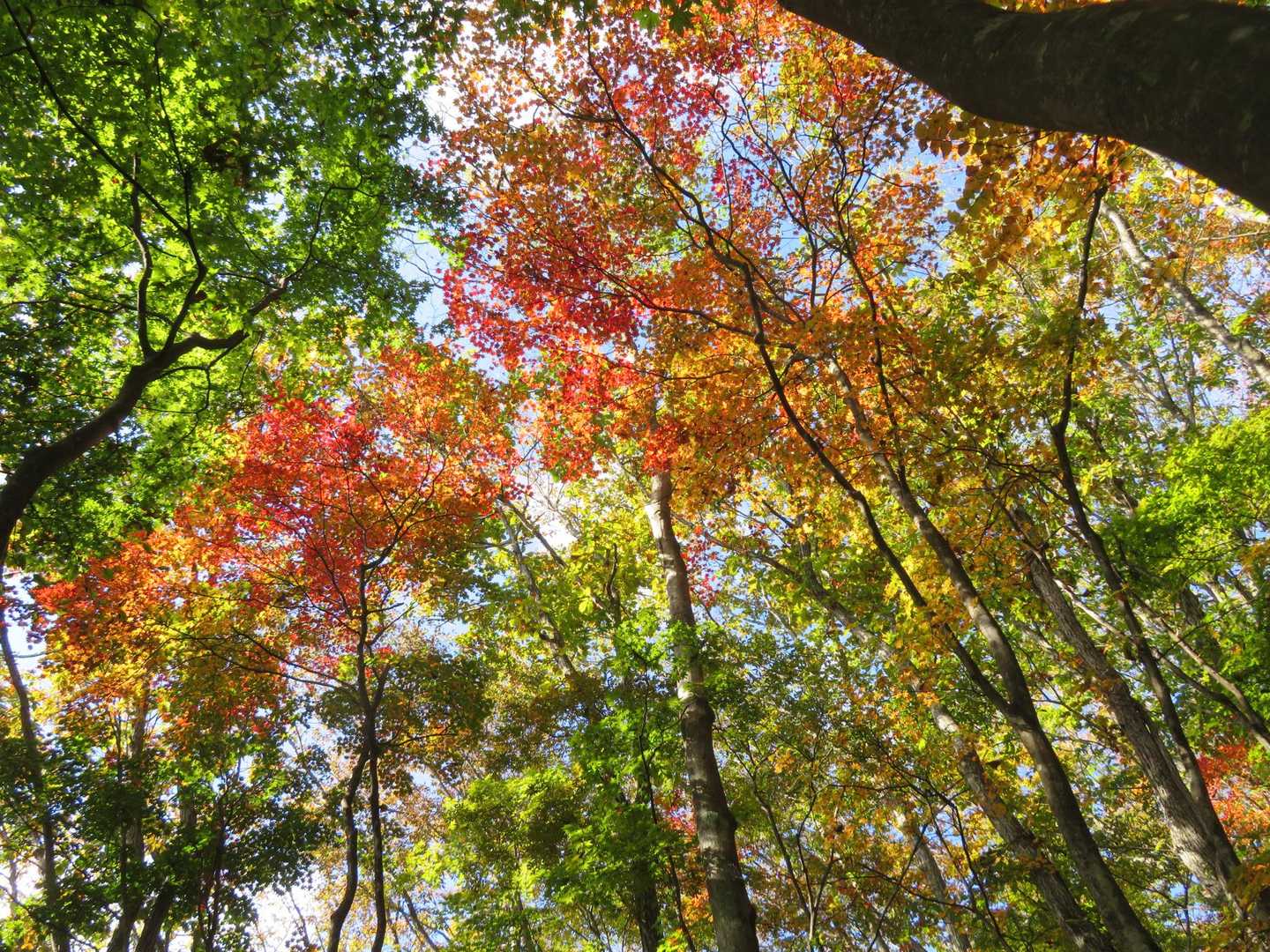 南側斜面は紅葉が進行中