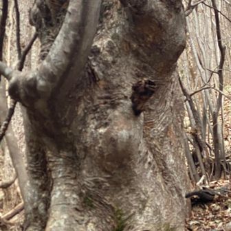 地球外生命体
焦点残念😭