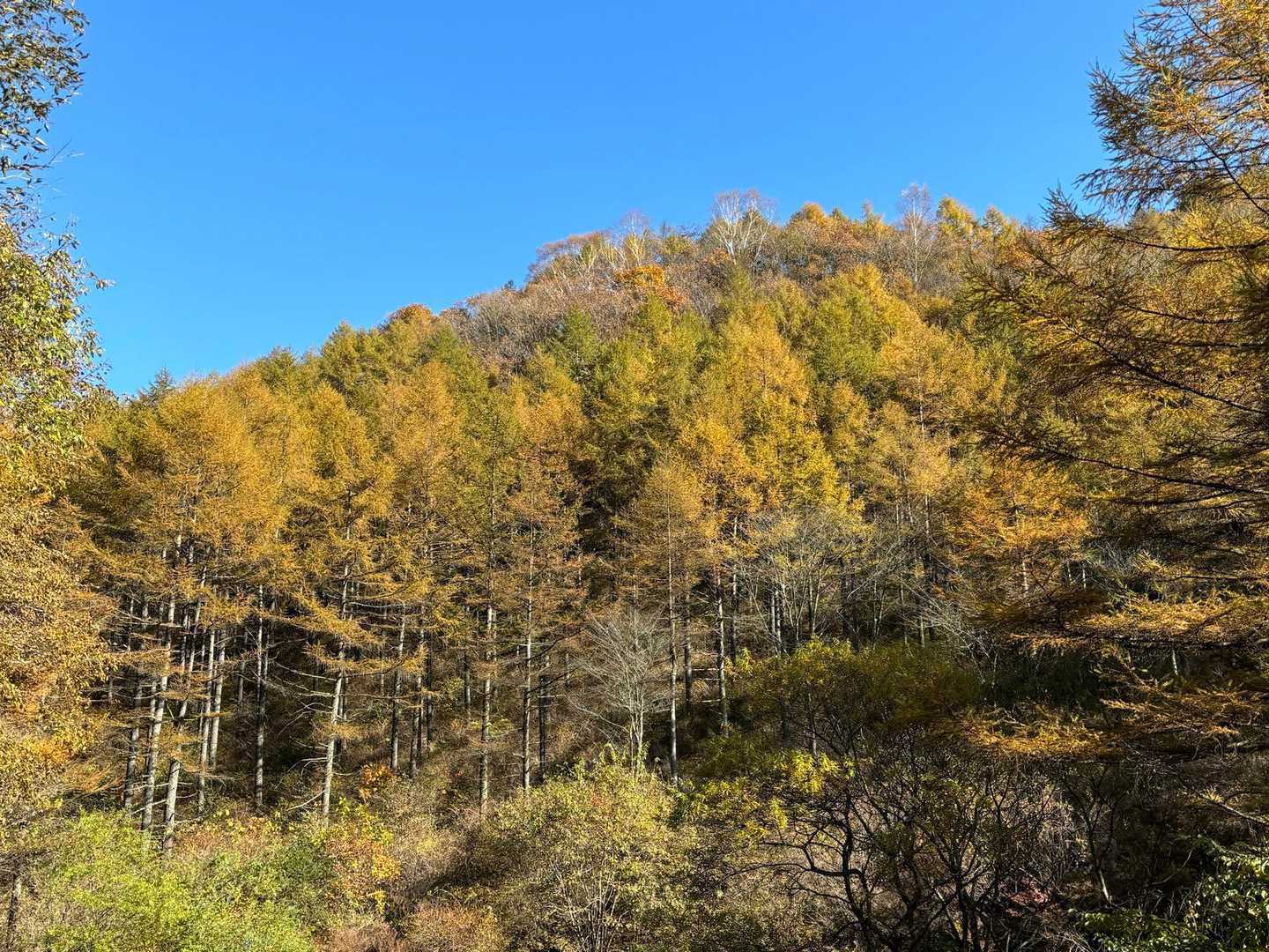 登山口は黄葉真っ盛り