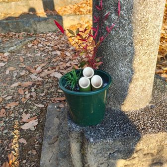 地元の方が正月に向けて参道を整備されていて、その方に金刀比羅神社にまつわる歴史を教えていただくことに📖

書くと長くなるので、詳しいことは八王子の歴史書などを紐解いていただくとして、ここでは事の真偽は別に、特に印象的だったことを記します。

👴縄文の昔、このあたりまで海がひろがっていて、金刀比羅神社と、高尾山の金毘羅コース上にある金比羅神社は縄文の昔、灯台だった。
そして、この2つの灯台を一直線に結んだ先が江戸、さらにはるか先、鹿島神宮までつながる。

👴この金刀比羅神社の下には、戦争の時に掘られた防空壕があり、多摩御陵まで地下壕でつながっている。

👴門松の竹の三本切りは、戦国時代、武田信玄との戦いに敗れた徳川家康が、江戸開府の後、武田信玄を敬う気持ちを込めて飾ったことが、門松の始まり。