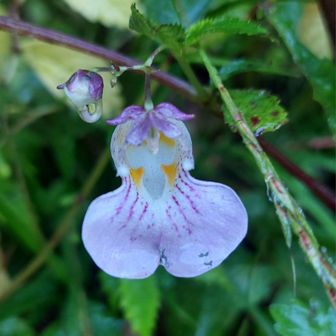 ハガクレツリフネ
花の中に笑顔
😍こんな感じの見た目…(笑)