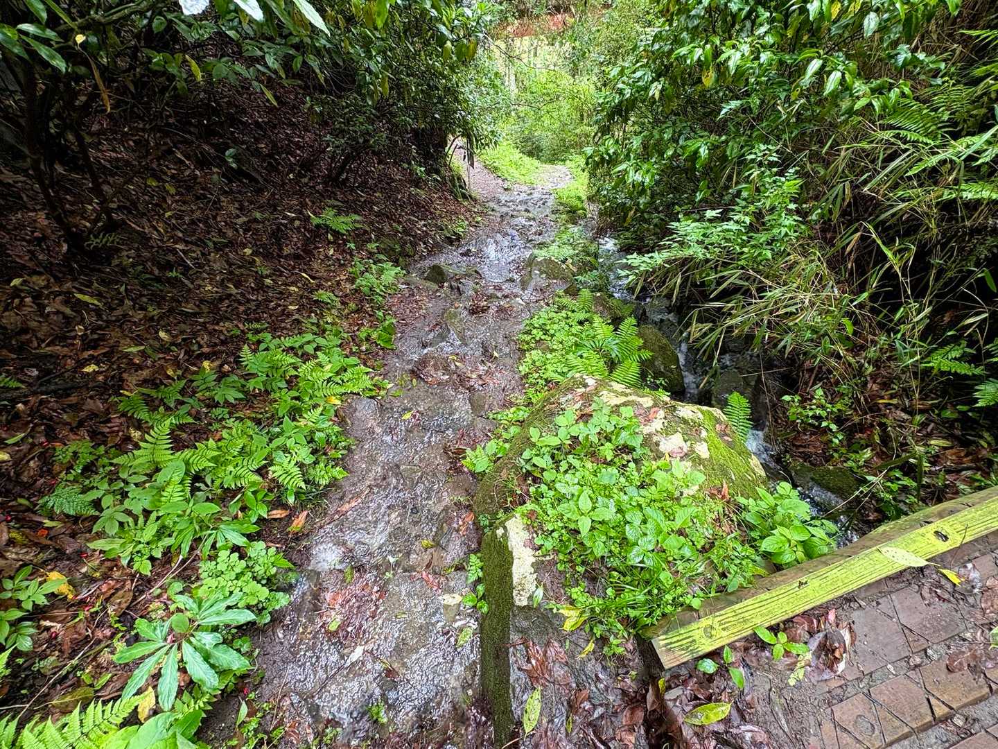 登山道に流れ込む雨水…😨
滑らないよう、慎重に下ります🥾💦