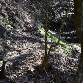 ちょっと登山道らしくなってきました