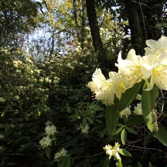 なにこれーすごーい!!
奥まで続いてるー
絶賛ヒカゲツツジ祭り開催中でした💛