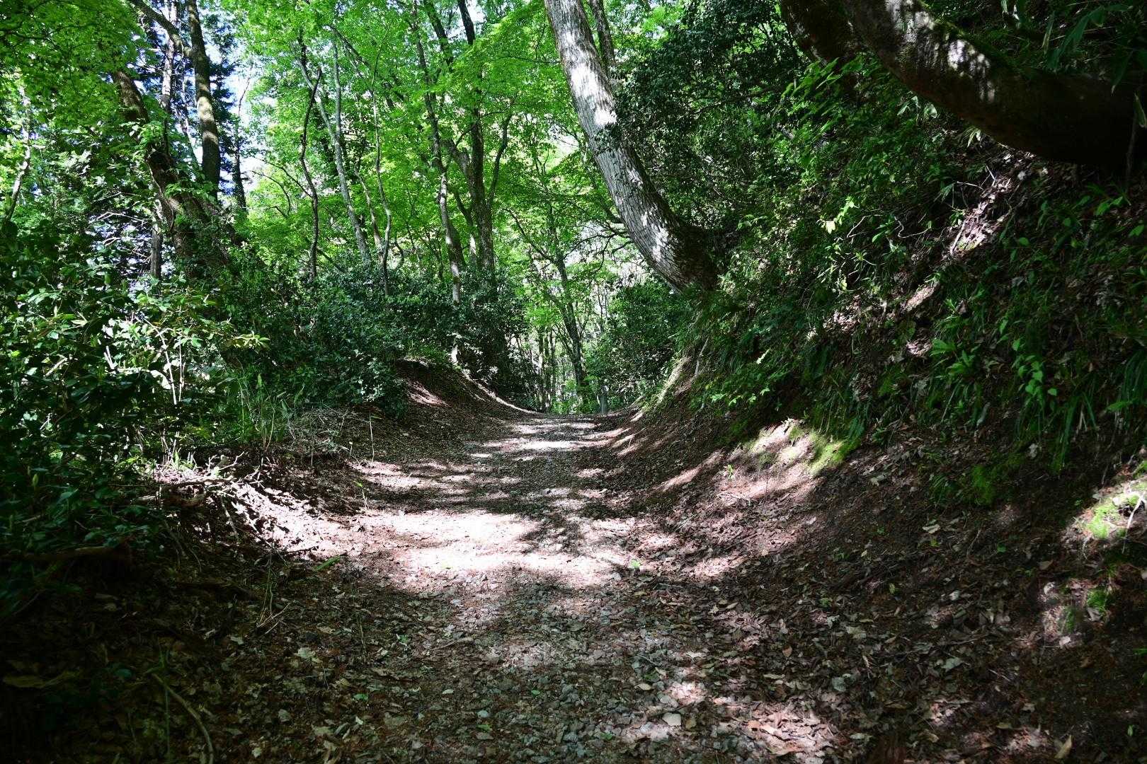 新緑、山頂周辺にはブナの森