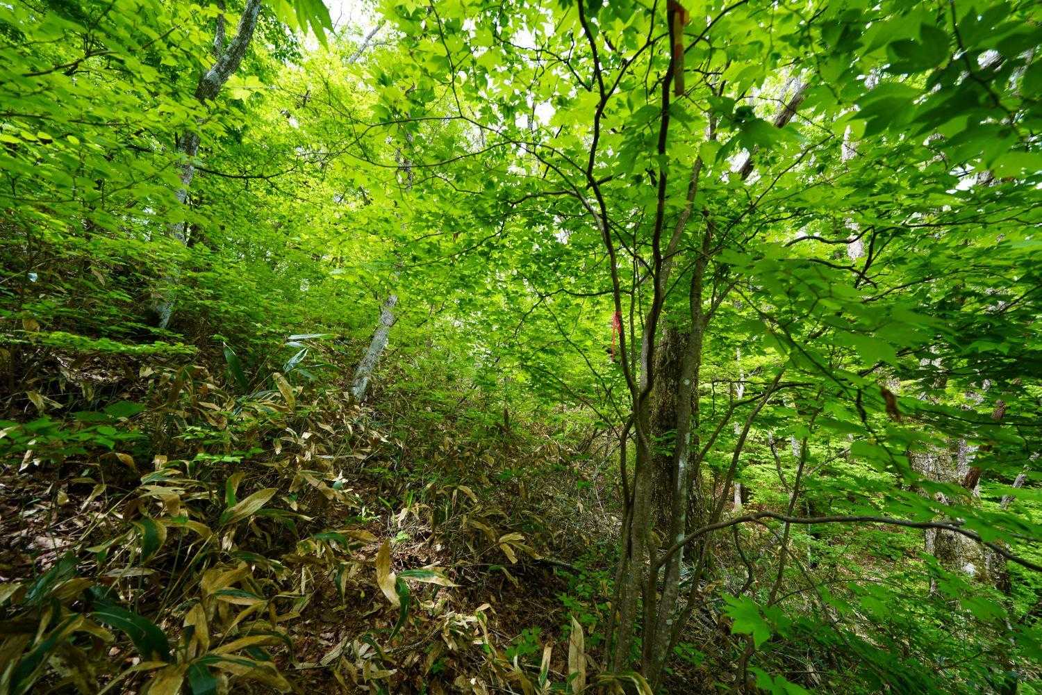 笹が多くなってきた