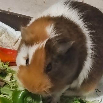 山に行きたいのもやまやま