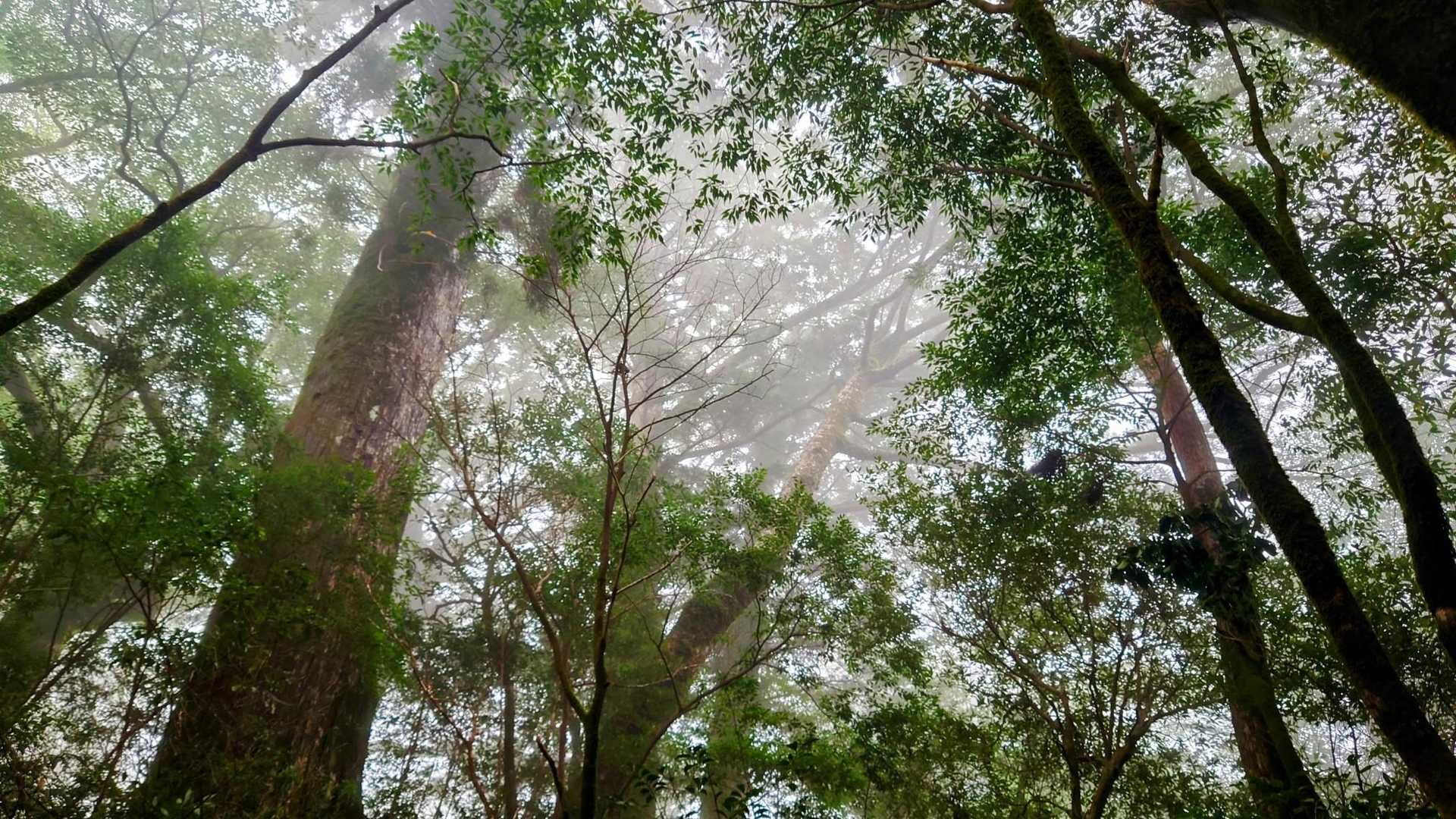屋久杉の1本1本に太陽の輝きが広がる〜🌤️🌲
枝も葉っぱも生き生きと嬉しそう〜💕