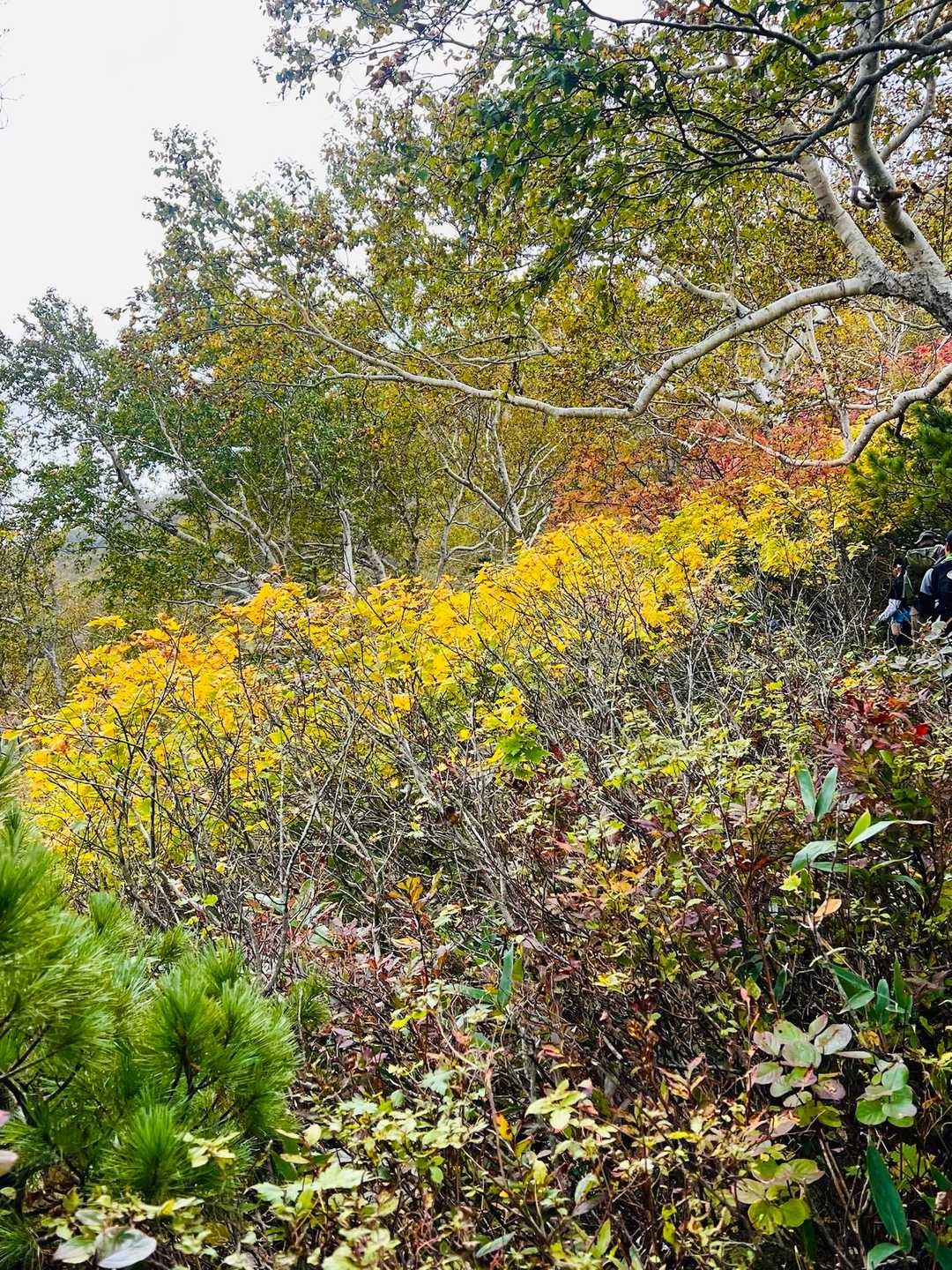 山小屋芽室岳-芽室岳 往復コースの写真