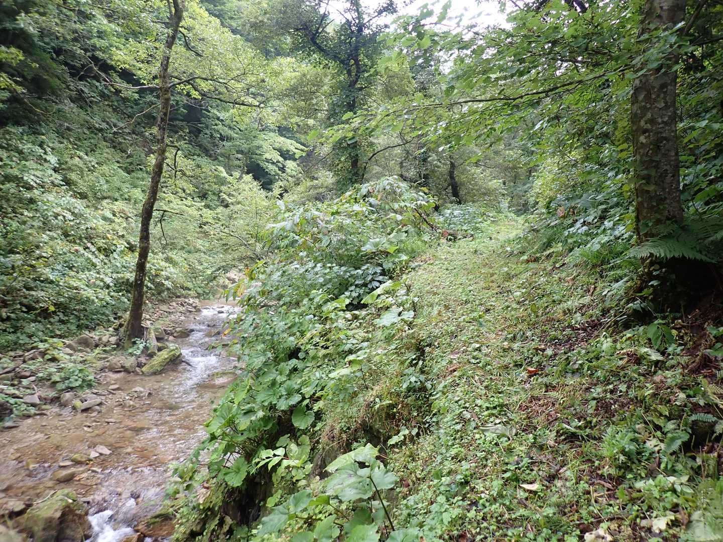 沢沿いの道が気持ち良い