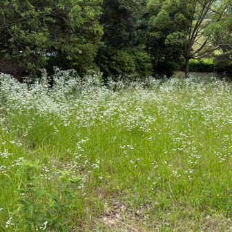 ハルジオンも群生してるとキレイ