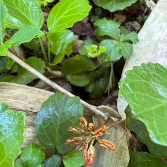 見つけた袋果は一輪だけ。
もう袋果も散ったのか…。