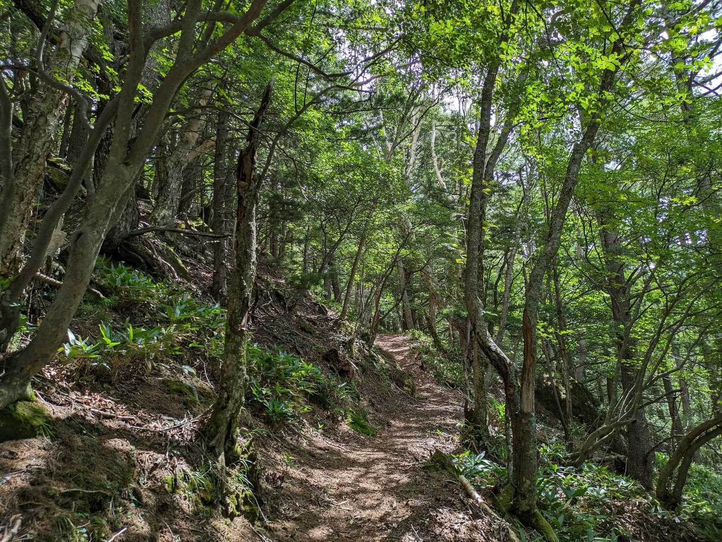 桟敷山-小桟敷山 周回コースの写真