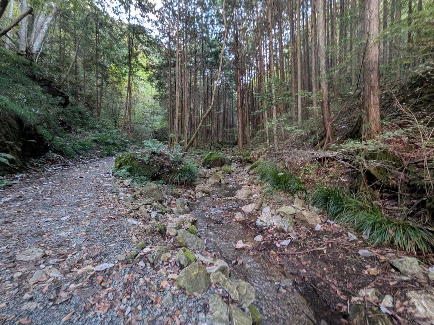 沢沿い歩き。気持ち良い。