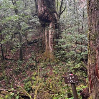 吽形は見つからなかった