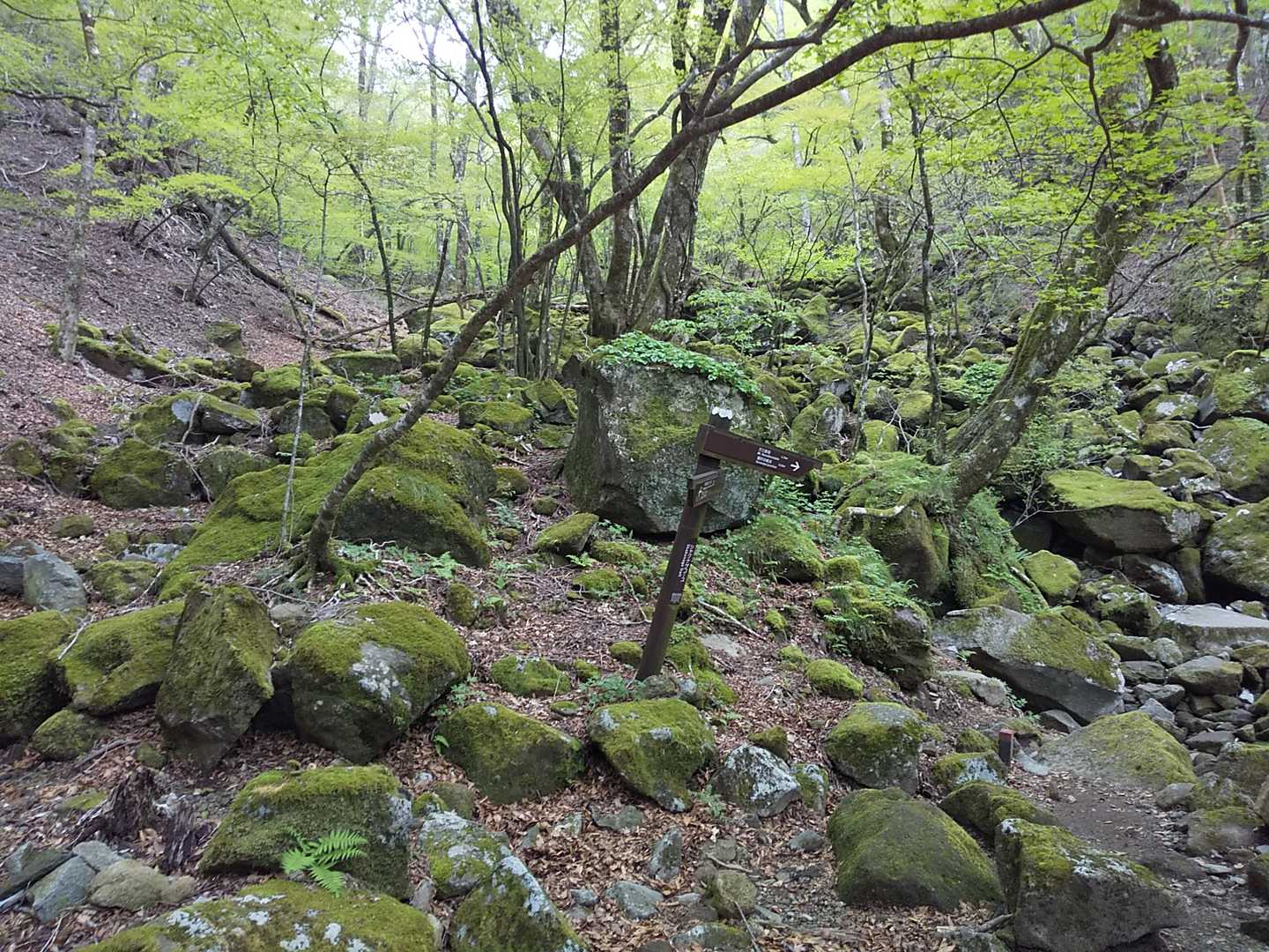 天城山 シャクナゲコースの写真