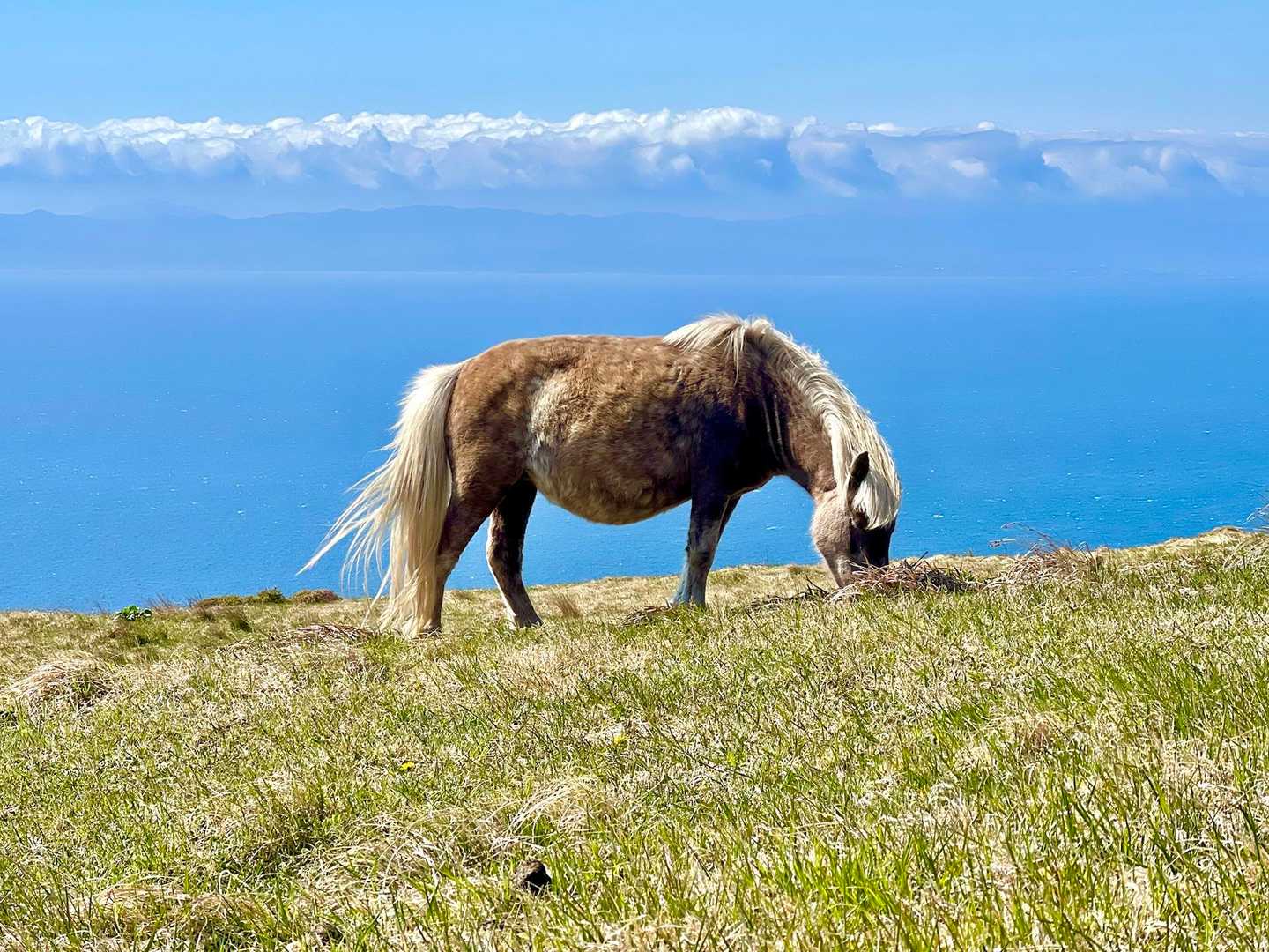 津軽海峡をバックに  草を食む🐴 映ますね〜✨