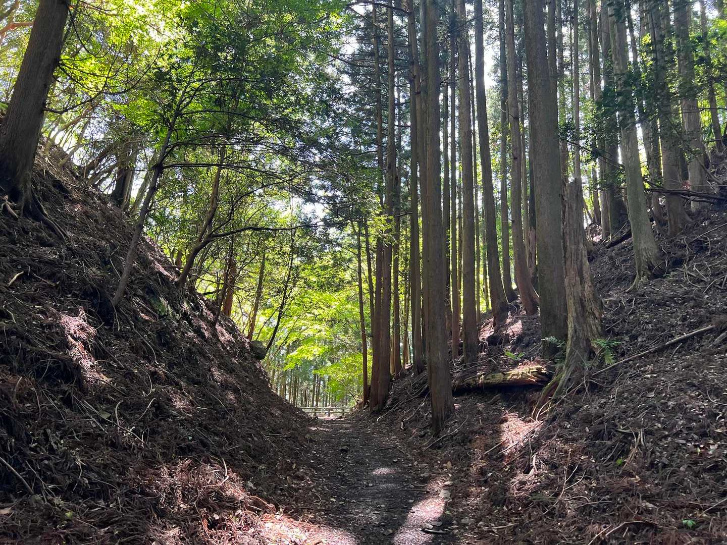 熊野古道 中辺路（滝尻王子〜近露王子）の写真