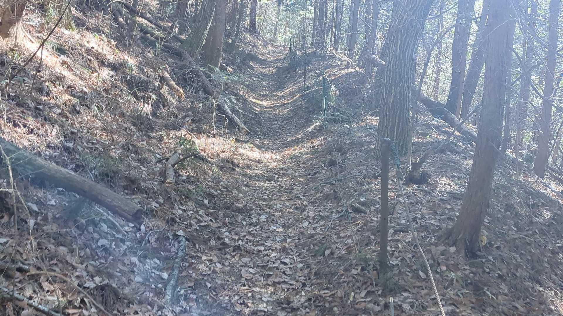 山道は歩きやすいですよ🚶‍♂
