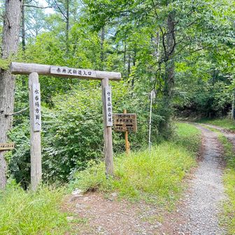 左側は少し下がって並行に進む登山道ですが楽な右の林道を選びました😁