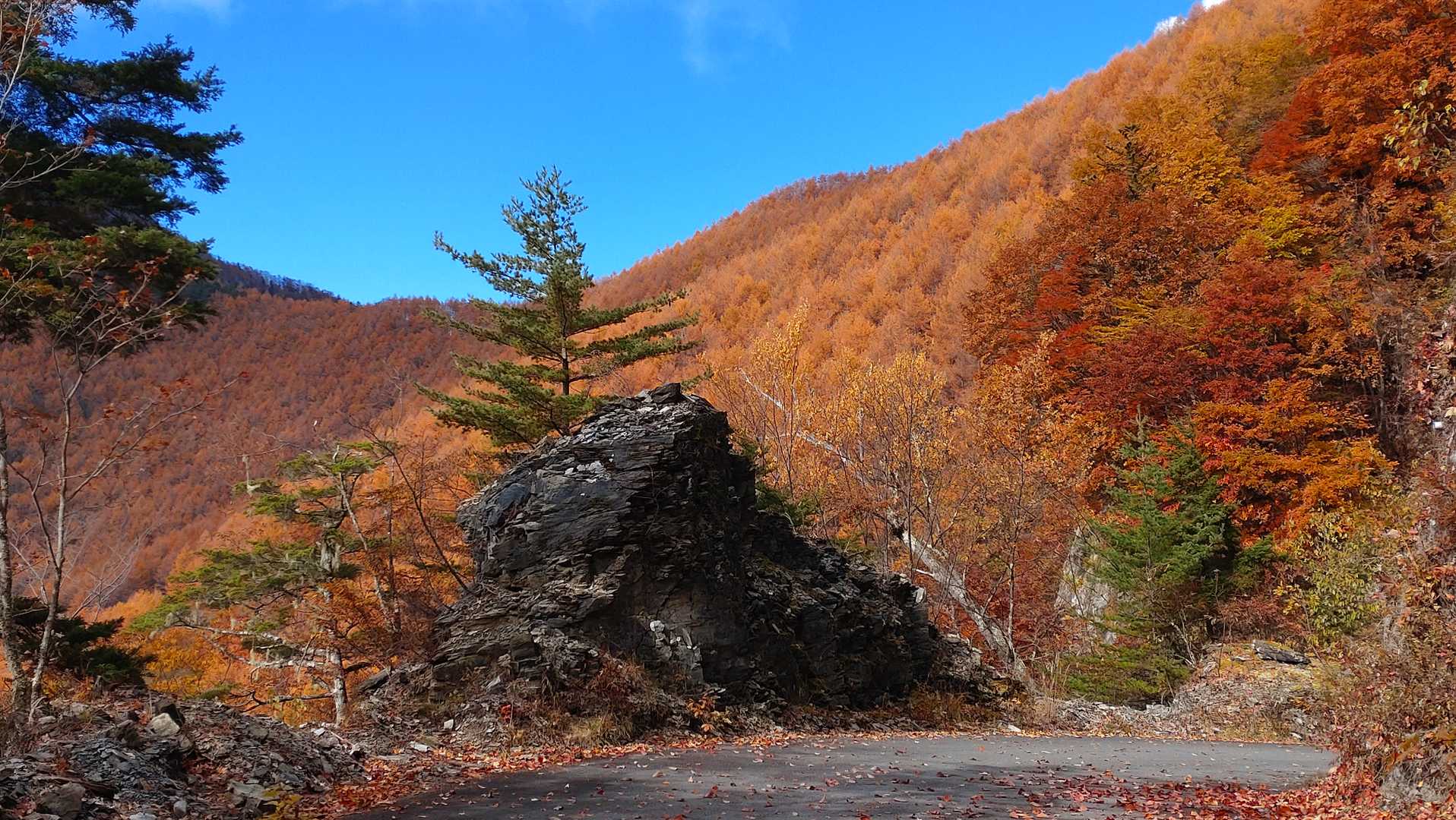 本谷山-三伏山-三伏峠-鳥倉登山口-越路バス停 縦走コースの写真